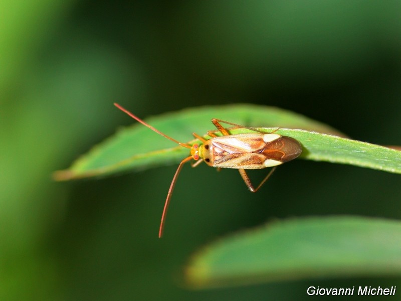 Miridae: Adelphocoris lineolatus